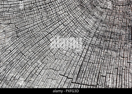 Texture astratta di quercia sezione trasversale, weathered pezzo di legno con visibili gli anelli annuali Foto Stock