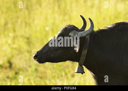 Primo piano di bufala ( Bubalus bubalis ) Foto Stock