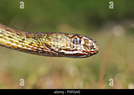 Testa colorata di Montpellier Est snake ( Malpolon insignitus ) Foto Stock