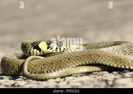 Arricciato biscia crogiolarvi al sole su una strada asfaltata ( Natrix natrix ) Foto Stock