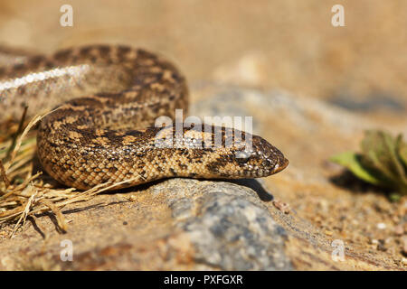 Giavellotto sabbia boa close-up, capretti in habitat naturale ( Eryx jaculus ) Foto Stock