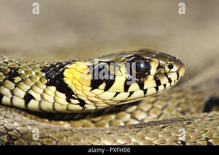 Macro ritratto di coloratissimi biscia ( Natrix natrix ) Foto Stock