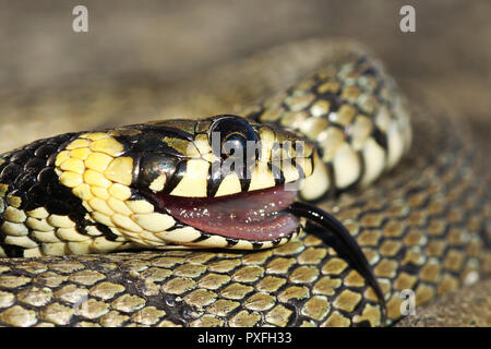 Ritratto di biscia in thanatosis ( Natrix natrix, capretti ) Foto Stock