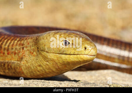 Ritratto di Pseudopus apodus, il sheltopusik o unione legless lizard Foto Stock