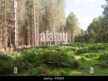 Di conifere alberi di pino in piantagioni forestali, Rendlesham Forest, Suffolk, Inghilterra, Regno Unito Foto Stock