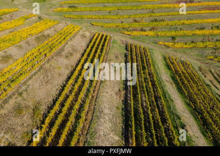 Antenna fuco immagine di un vigneto in giallo, tardo pomeriggio luci Foto Stock