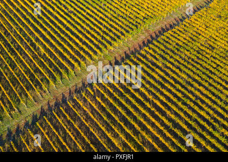 Antenna fuco immagine di un vigneto in giallo, tardo pomeriggio luci Foto Stock