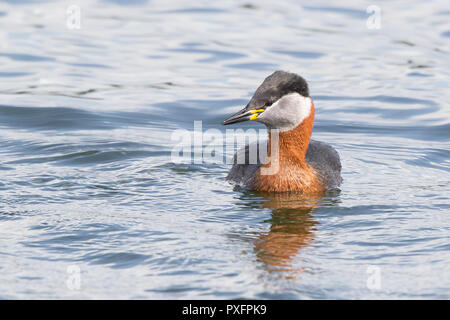 Chiudi, vista frontale del selvaggio, UK Red-neck grebe (Podiceps grisegena) nuoto isolato in acqua, impressionante estate 'collo rosso' piumaggio. Foto Stock