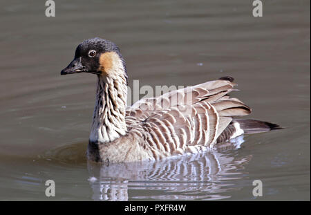 L'oca hawaiana (Branta sandvicensis) Foto Stock