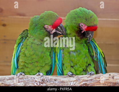 Coppia di macaws militare (ara militaris) Foto Stock