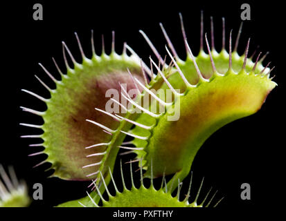 Acchiappamosche al vicino. Il verde e il rosso pianta carnivora. Concetto di botanica. Vista macro di piante. Uccidere insetti impianto vicino. Carolina del Sud impianto. Foto Stock