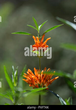 Il Leone l orecchio - Shallow focus, consentrating sugli strani fiori che assomigliano a fuzzy dita arancione. Parte della zecca fmaily. Foto Stock