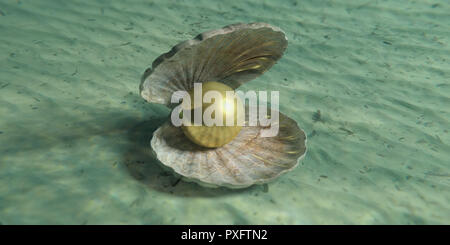 Golden pearl in un guscio di ostrica nell'acqua, sul fondale. 3d illustrazione Foto Stock