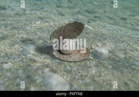 Pearl in un guscio di ostrica nell'acqua, sul fondale. 3d illustrazione Foto Stock