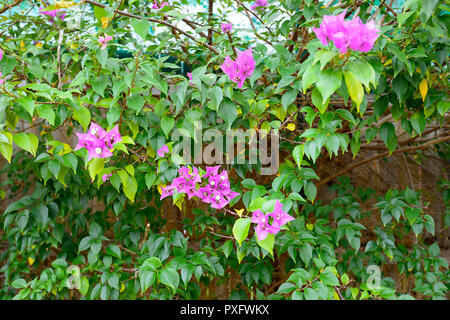 Rosa fiori di bouganville in un giardino tropicale, Cairns, estremo Nord Queensland, FNQ, QLD, Australia Foto Stock