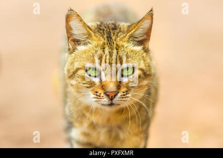 Primo piano della africana di gatto selvatico, Felis libyca. Vista frontale della faccia su sfondo sfocato. I gatti selvatici in natura habitat, Sud Africa. Foto Stock