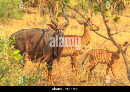 La maggior kudu, una specie di antilope in la macchia, stagione secca, nel Parco Nazionale di Kruger, Sud Africa. Famiglia di Kudus in piedi: maschio, femmina e il bambino. Vista laterale alla luce del tramonto. Foto Stock