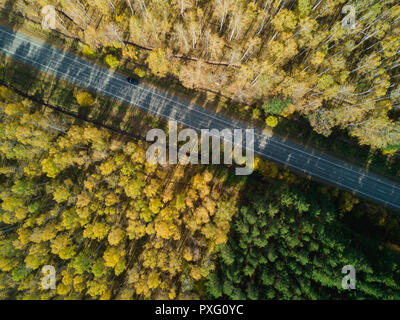 Svuotare strada d'autunno con un luminoso bosco misto; drone vista dal di sopra della sempreverde Pino e golden betulle alberi; foresta pattern con linee stradali e alberi Foto Stock