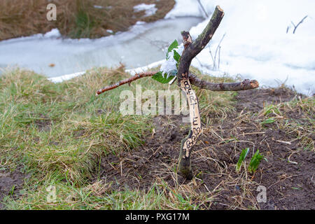 Fatto a mano croce su un pet la tomba di Foto Stock