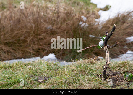 Fatto a mano croce su un pet la tomba di Foto Stock