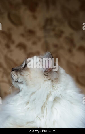 Profilo testa-shot di un bianco crema medie dai capelli Birman pedigree cat Foto Stock