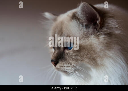 Testa mozzata-shot di un pedigree Birman cat Foto Stock