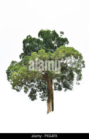 Pianta perenne isolare su sfondo bianco , albero tropicale con tronco marrone e verde bush Foto Stock