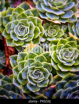 Macro shot del gruppo houseleeks (Sempervivum) Foto Stock