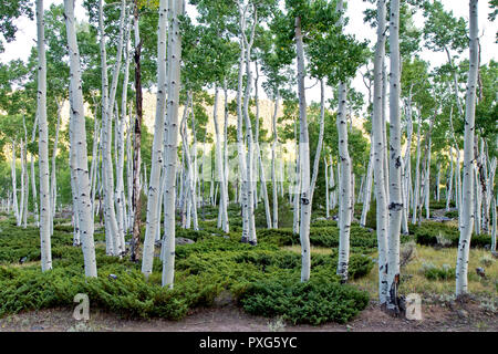 Vacilla Aspen Grove 'Pando Clone' , noto anche come tremore gigante, colonia clonale di un individuo di sesso maschile vacilla Aspen. Foto Stock