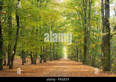 Beech avenue senza le persone nella stagione autunnale Foto Stock