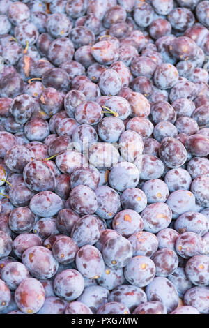 Le prugne - Prunus domestica - sfondo Foto Stock