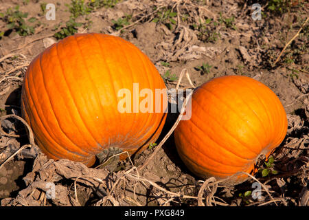 Campo con zucche nel distretto di Meschenich, Colonia, Germania. Feld mit Kreuerbissen im Stadtteil Meschenich, Koeln, Deutschland. Foto Stock