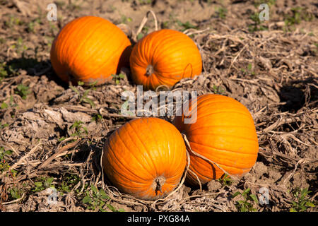 Campo con zucche nel distretto di Meschenich, Colonia, Germania. Feld mit Kreuerbissen im Stadtteil Meschenich, Koeln, Deutschland. Foto Stock