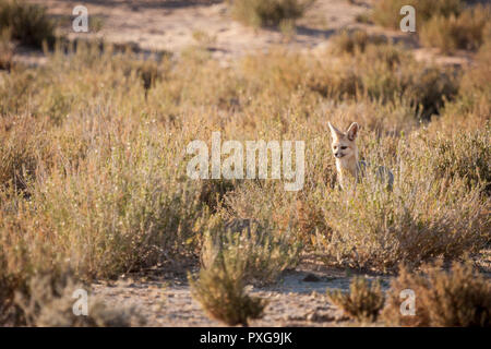 Cape Fox in fase di riscaldamento dalla seduta in Sun al di fuori della sua den Foto Stock