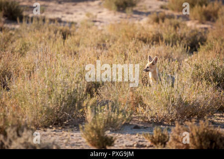 Capo adulto Fox seduto fuori den vegliare per possibili predatori. Foto Stock