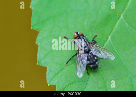 Blue fly si siede sul verde foglia di uva in natura Foto Stock