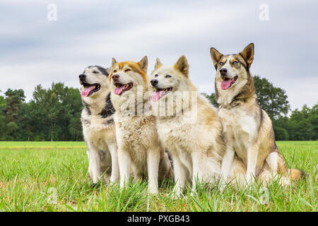 Quattro cani husky sedersi insieme in una riga sull'erba Foto Stock