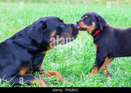 Cucciolo e adulto rottweiler leccare ogni altro in erba Foto Stock