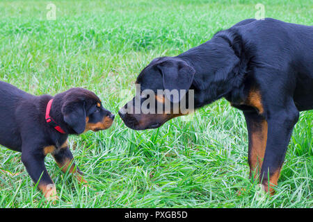 Cucciolo e adulto rottweiler annusare ad ogni altro in erba Foto Stock