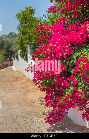 Rosa rosso bougainville fioriture dei fiori sul muro bianco in giardino lungo il percorso Foto Stock