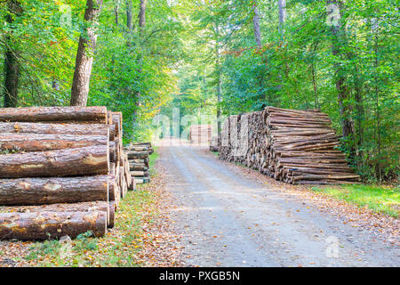 Strada nella foresta con pile di tronchi di alberi su entrambi i lati Foto Stock