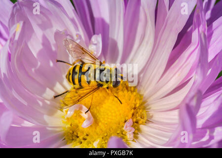 Giallo hoverfly mangiando il nettare di fiori di rosa estate aster Foto Stock