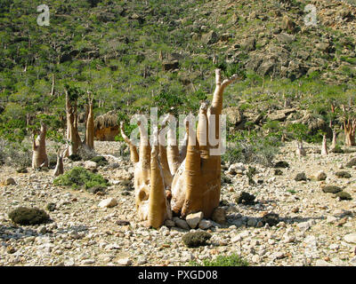 Boschetto di Adenium obesum aka bottiglia tree, pianta endemica di Socotra island , Yemen Foto Stock