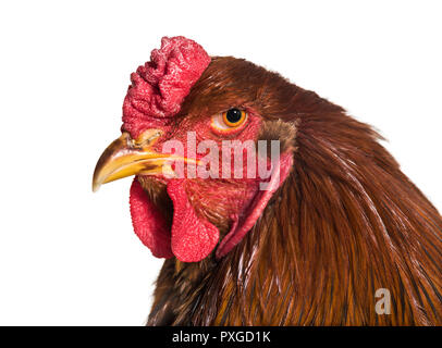 Brahma rooster, vicino fino contro uno sfondo bianco Foto Stock