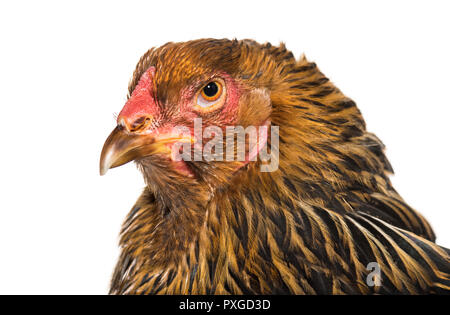 Brahma hen, vicino fino contro uno sfondo bianco Foto Stock