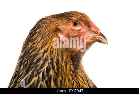 Brahma hen, vicino fino contro uno sfondo bianco Foto Stock