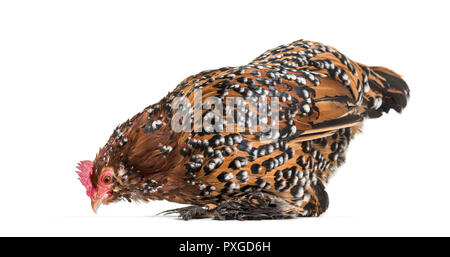 Il Barbu d'Uccle o un belga d'Uccle hen, in piedi contro lo sfondo bianco Foto Stock