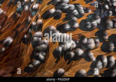 Il Barbu d'Uccle o un belga d'Uccle hen, vicino fino contro uno sfondo bianco Foto Stock