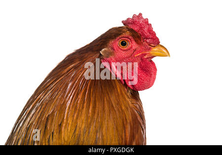 Brahma Rooster, vicino fino contro uno sfondo bianco Foto Stock