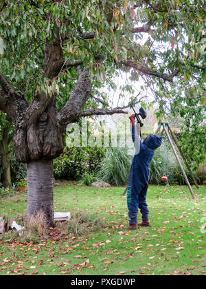 Una grande nido di calabroni asiatici vespe pende overhead sul ramo di un albero con l'uomo sul pavimento per ucciderli con pistola paintball con insceticide. In pericolosi Foto Stock